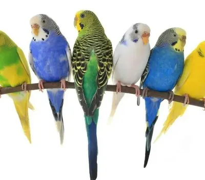 Купить реалистичная мягкая игрушка Hansa Creation Попугай волнистый  голубой, 15 см, цены на Мегамаркет
