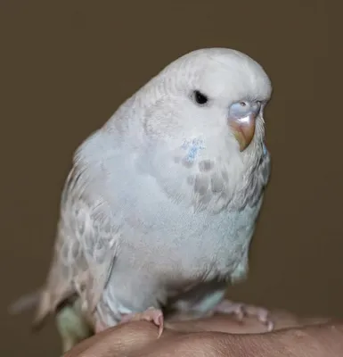 Волнистый попугай белый с голубым - картинки и фото poknok.art