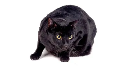Бенгальская черная кошка фотографии