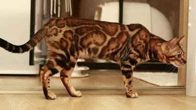 Бенгальская кошка особенности породы