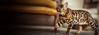 Изумительное фото бенгальской кошки в формате webp