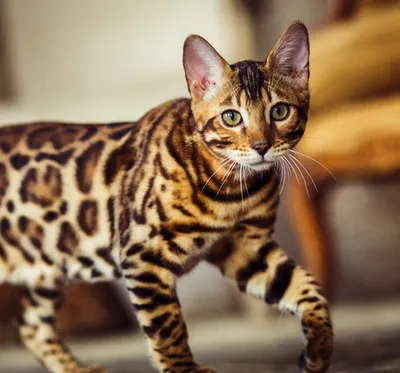 Фотография бенгальской кошки с золотистым окрасом