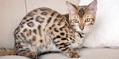 Красивая глаза бенгальской кошки на фото