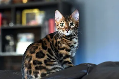 Фотографии бенгальской кошки с выразительными глазами