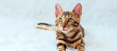 Фотографии бенгальской кошки в разных ракурсах