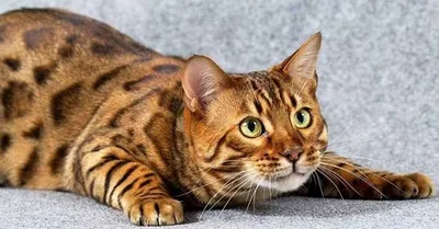 Невероятные фотографии бенгальской кошки-охотника