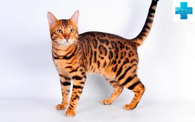 Портрет бенгальской кошки в позе охотника