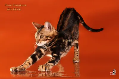 Бенгальская мраморная кошка в формате jpg
