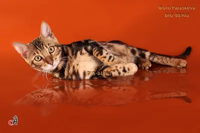 Элегантные изображения бенгальской мраморной кошки