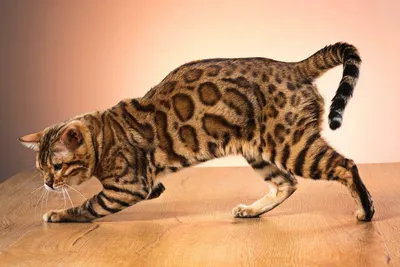 Загадочный образ бенгальской мраморной кошки на фото