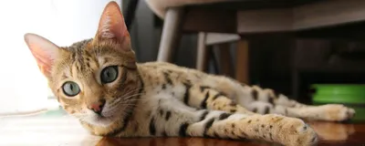 Бенгальская мраморная кошка в формате jpg для скачивания