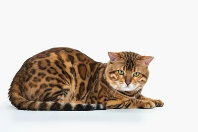 Фотографии бенгальской мраморной кошки в высоком качестве