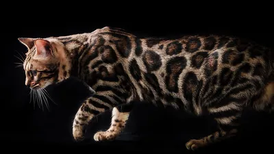 Фото бенгальской мраморной кошки в webp формате