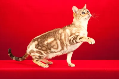 Прекрасная бенгальская мраморная кошка на изображении