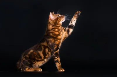 Фотографии бенгальской мраморной кошки в разных размерах