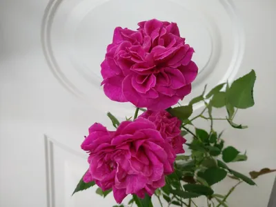Бенгальская роза фото фотографии