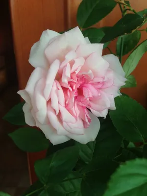 Бенгальская роза