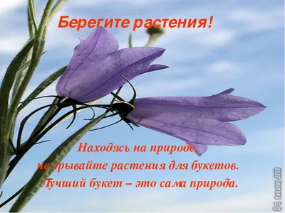 Плакат для срисовки берегите растения (31 шт)