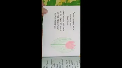 Russian International School in Dubai - КНИЖКА-МАЛЫШКА «БЕРЕГИТЕ РАСТЕНИЯ»📗🍀  С целью формирования знаний об охране растительного мира, развития  кругозора и воспитания экологической культуры ребята 3Б класса составили  книжку-малышку «Берегите растения ...