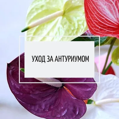 Рисунок плакат Берегите растения