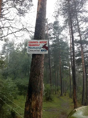 ✨Выберите для растения место с рассеянным светом. Комфортно антуриуму и в  полутени, недалеко от окна. Только берегите цветок от… | Растения, Доставка  цветов, Цветок
