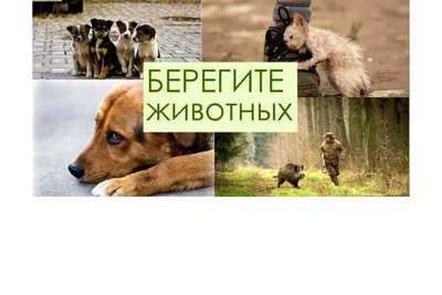 Мильковские школьники приняли участие в партийном конкурсе рисунков «Берегите  животных»