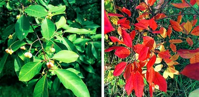 Euonymus maackii - Image of an specimen - Plantarium