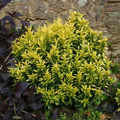 Бересклет крылатый Компактус (Euonymus alatus Compactus) цена в Украине