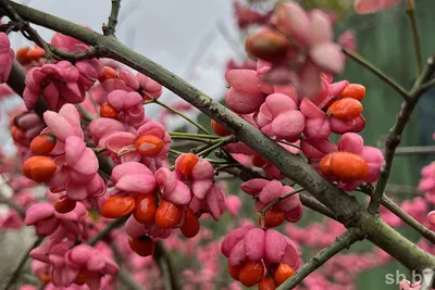 Бересклет крылатый Компактус / Euonymus alatus Compactus / Р9: продажа,  цена в Украине. саженцы декоративных деревьев и кустарников от \"БалСад\" -  1381070801