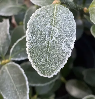 Семена бересклета японского / Euonymus japonica, ТМ OGOROD - 5 семян купить  недорого в интернет-магазине семян OGOROD.ua