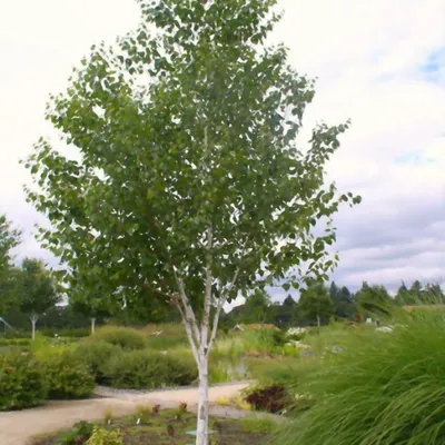 Береза пушистая (Betula pubescens) - Питомник и Садовый центр Русские  Деревья