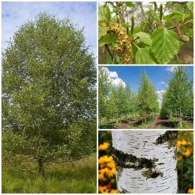 Береза пушистая (Betula pubescen | molbiol.ru