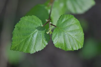 Береза пушистая / Betula pubescens | MULTIFLORA