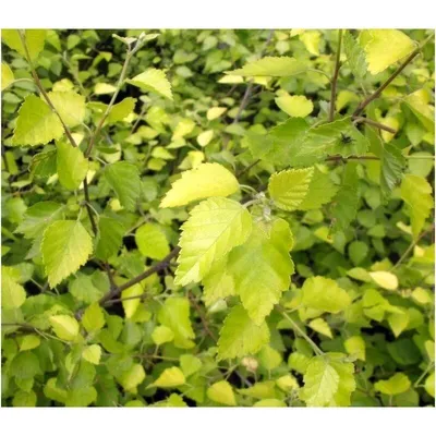 Береза пушистая/Betula pubescens С6/80-120 — цена в Старый Оскол, купить в  интернет-магазине, характеристики и отзывы, фото