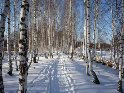 Береза зимой фото