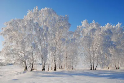 Береза в зимнем лесу - 75 фото