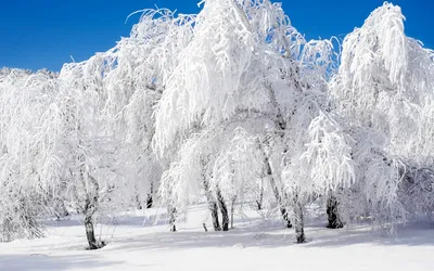 берёза зимой — конкурс \"Во поле береза стояла\" — Фотоконкурс.ру