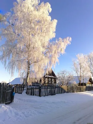 Зимняя берёза (Нельма) / Стихи.ру