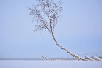 С добрым утром! Белая береза зимой…» — создано в Шедевруме