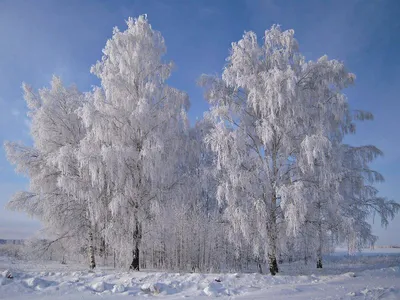 Белая береза зимой (48 фото) - 48 фото