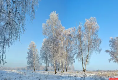 Береза зимой в деревне (74 фото) - 74 фото