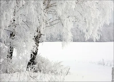 Белая береза зимой, Россия природа