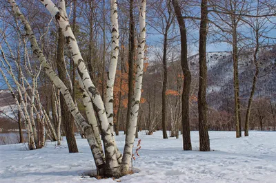 Фотографии Aspens in the snow Original HTC Sense зимние береза