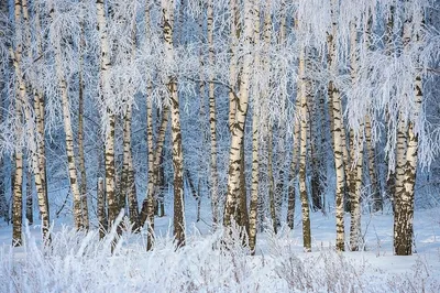 Белая береза зимой. Stock Photo | Adobe Stock