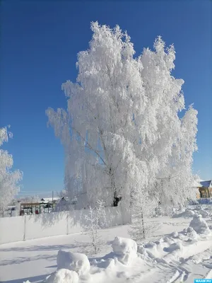 Береза зимой - фото и картинки: 59 штук