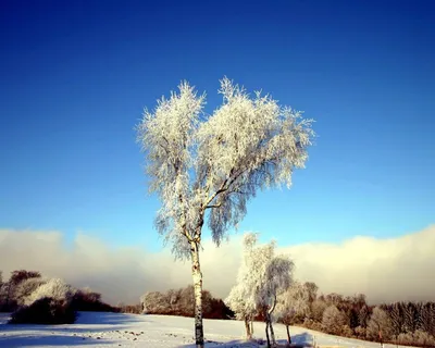 Серебряная береза зимой покрыта снегом стоковое фото ©gorvik 7466757