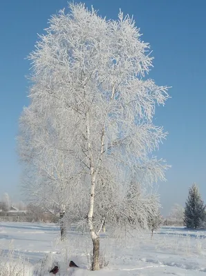 Белая береза. Photographer Aleksandr Nerozya