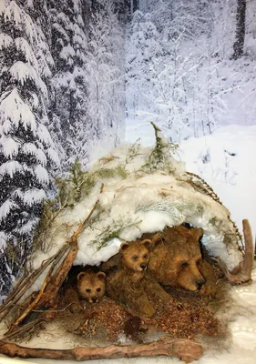 Фото берлоги медведя: погружение в мир дикой природы