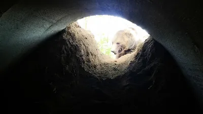 Фотография берлоги медведя: погружение в его мир