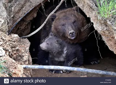 Атмосферность и загадочность берлоги медведя в фотографиях